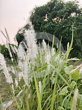 A close up image of cogon grass