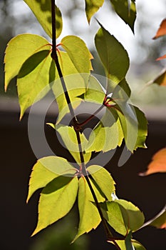 A close-up image of colourful Autumn leaves.