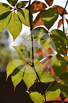 A close-up image of colourful Autumn leaves.