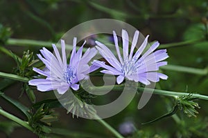 Close-up image of Commom chicory flowers