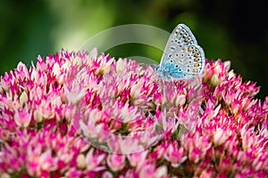 Close up image of common blue butterfly