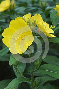 Close-up image of Common evening primrose flowers photo