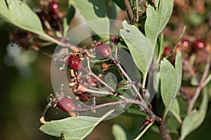Close up image of common hawthorn berries