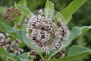 Close-up image of Common milkweed flowers