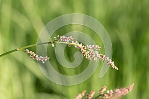 Close up image of common sorrel