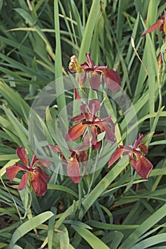 Close-up image of Copper iris flowers