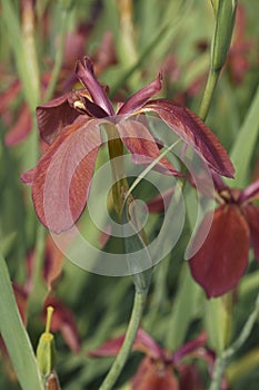 Close-up image of Copper iris flowers