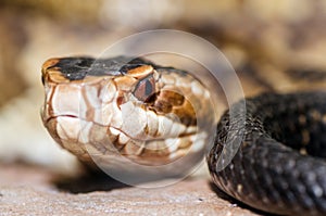 Close up image of cottonmouth snake (Agkistrodon piscivorus)