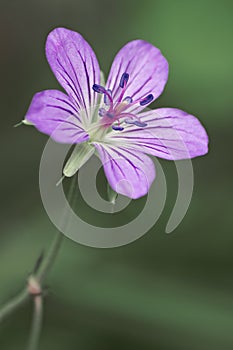 Close up image of Cranesbill flower.