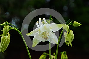 Close up image of Crimson Star Columbine flower blossoms in a garden
