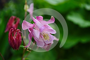 Close up image of Crimson Star Columbine flower blossoms in a garden
