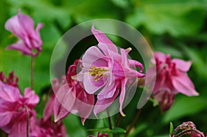 Close up image of Crimson Star Columbine flower blossoms in a garden