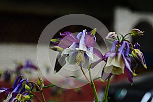 Close up image of Crimson Star Columbine flower blossoms in a garden