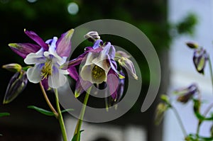 Close up image of Crimson Star Columbine flower blossoms in a garden