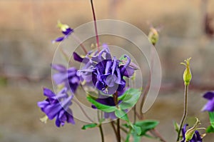 Close up image of Crimson Star Columbine flower blossoms in a garden