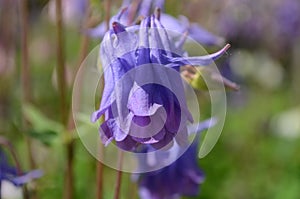 Close up image of Crimson Star Columbine flower blossoms in a garden