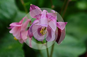 Close up image of Crimson Star Columbine flower blossoms in a garden