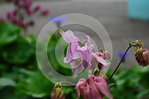 Close up image of Crimson Star Columbine flower blossoms in a garden