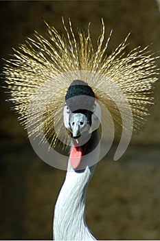 Close-up image of a crowned crane