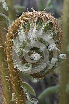 Close up image of crozier of Thick stemmed wood fern.