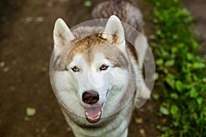 Close-up image of cute dog breed siberian husky in the forest. Portrait of friendly dog looks like a wolf