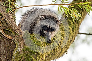 Close-up image of a cute young raccoon head Procyon lotor looking out and around