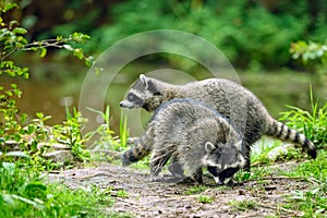 Close-up image of a cute young raccoon Procyon lotor