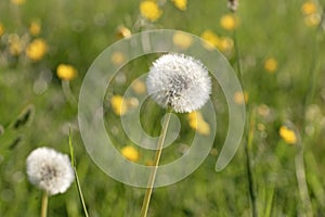 Close up image of dandelion blowball in early morning sunlight