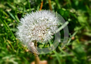 Close up image of dandelion seedpod