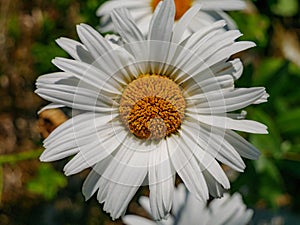 Close-up image of a dasiy, margarite flower in daylight