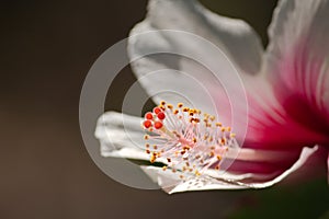 A close up image of a deep pink and white hibiscus flower showing the yellow and orange stamen and pistils.