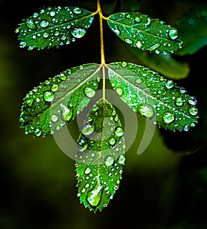 Close up image of delicate green leaves covered in water droplets from a recent summer rain.