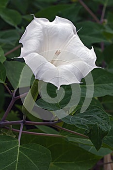 Close up image of Devil`s trumpet flower.