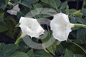 Close-up image of Devil`s trumpet flowers