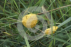 Close-up image of Dog vomit slime mold
