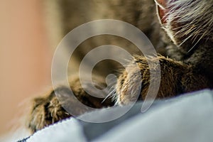 Close-up image of domestic cat, resting in home, furry friend, ears and paws in detail