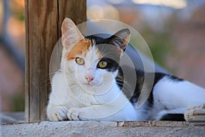 A close up image of a doze baby kitten. photo