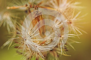 Close-up image of a dried dandelion flower against a blurred background