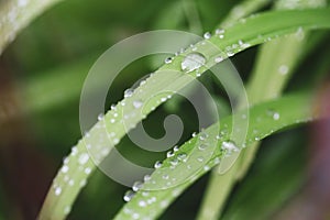 Close-up image with a drop of rain water on a blade of grass