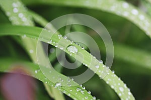 Close-up image with a drop of rain water on a blade of grass