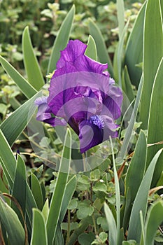 Close-up image of Dwarf Bearded iris flower