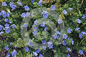 Close-up image of Dwarf morning glory flowers