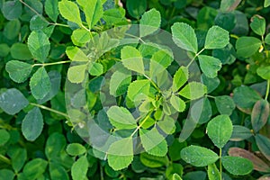 Close up image of Egyptian clover Trifolium alexandrinum plants
