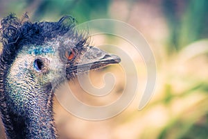 Close up image of an Emu