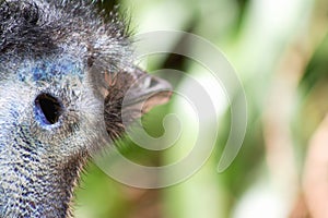 Close up image of an Emu face