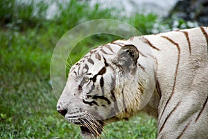 Close up image of Endangered Beautiful White Bengal Tiger (Panthera tigris tigris) in Captivity, at Zoo.