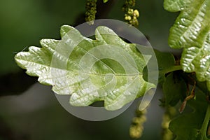 Close up image of English oak tree leaves