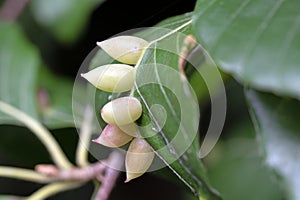 Close up image of European beech leaf and midge galls