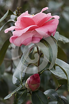Close-up image of Faith variegated japanese camellia flower