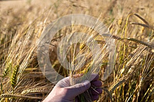 Farmer's Hand Holding Wheat in a Golden Field photo